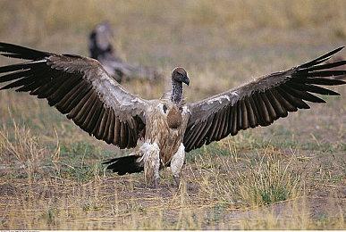 动作冒险游戏《粘液》Steam版4月29日发售 支持中文